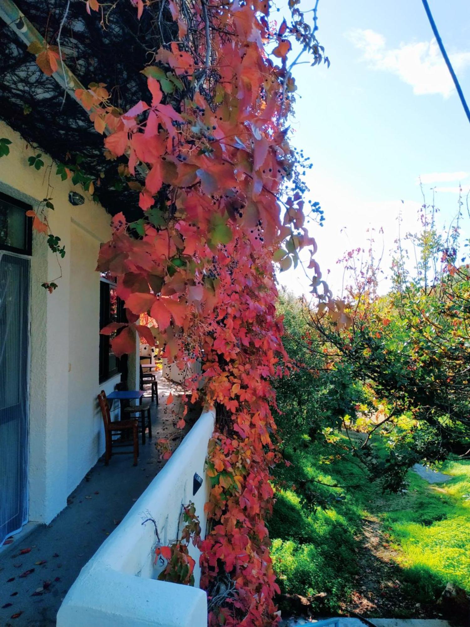 Oleander'S Garden Traditional Cretan Cottage Ferma Exterior foto